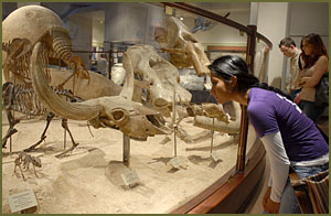 Visitors in the Hall of Geology and Paleontology