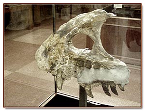 Tyrannosaurus jaw fossil